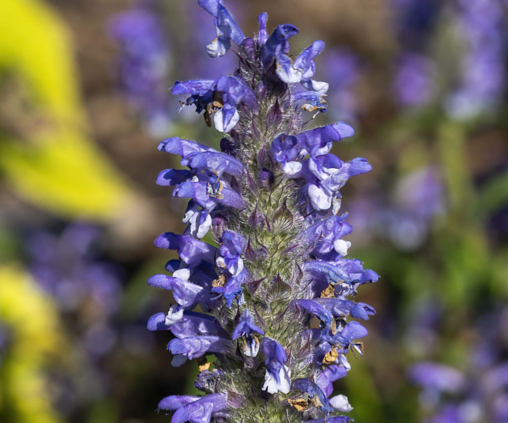 Kocimiętka żyłkowana - jak wygląda i jak ją uprawiać w ogrodzie?