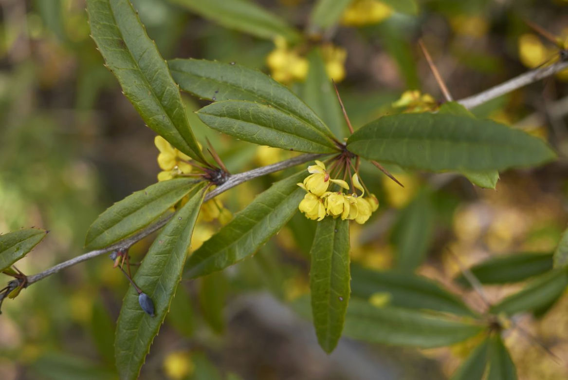 Berberys Julianny