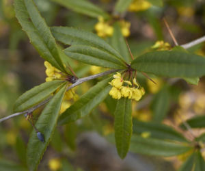 Berberys Julianny