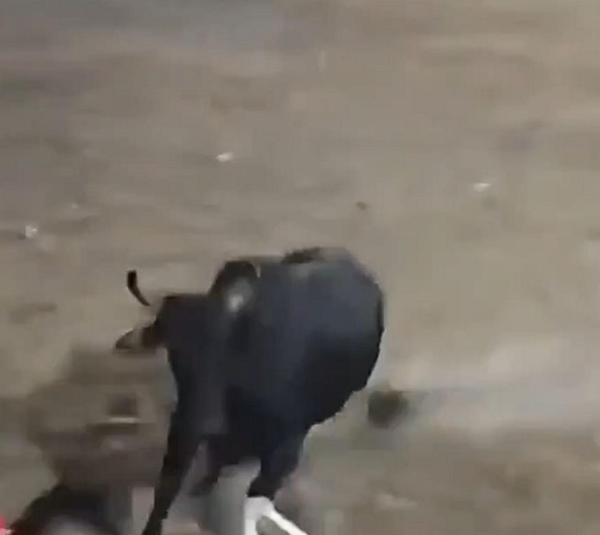 Szok na festiwalu! Byk wskoczył na widownię. Mocne wideo