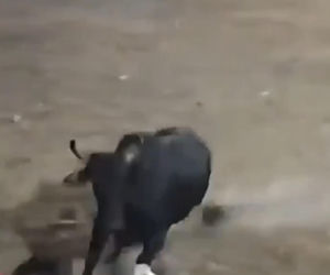 Szok na festiwalu! Byk wskoczył na widownię. Mocne wideo