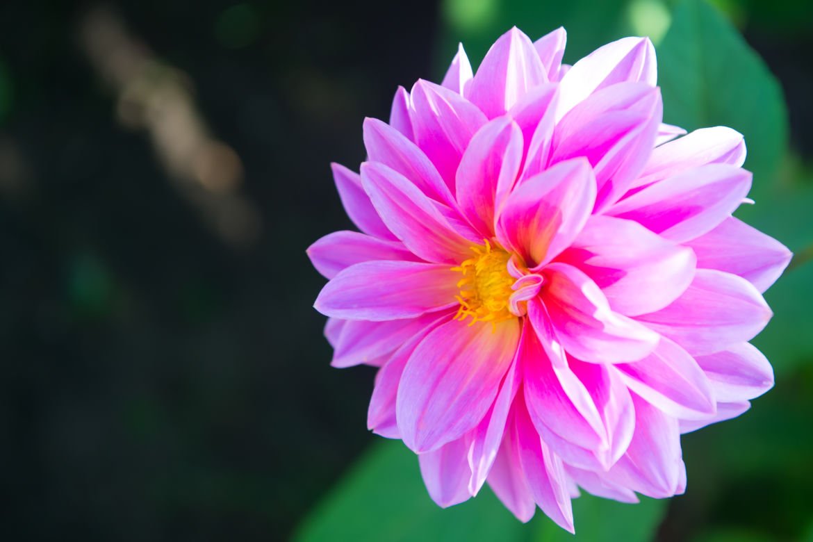 Dalia