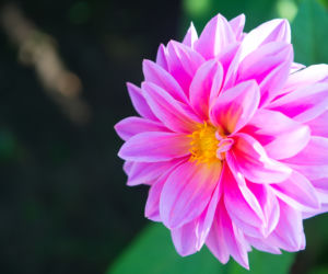 Dalia