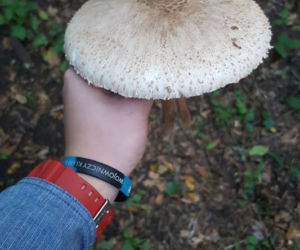 Grzybobranie 2017 w Bydgoszczy i okolicach [ZDJĘCIA CZYTELNIKÓW]