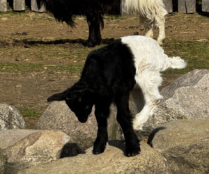 Słodka kózka z Wojciechowa szuka imienia