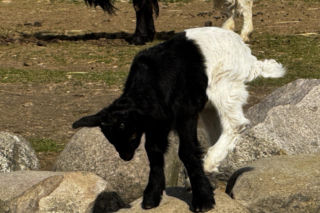 Słodka kózka z Wojciechowa szuka imienia