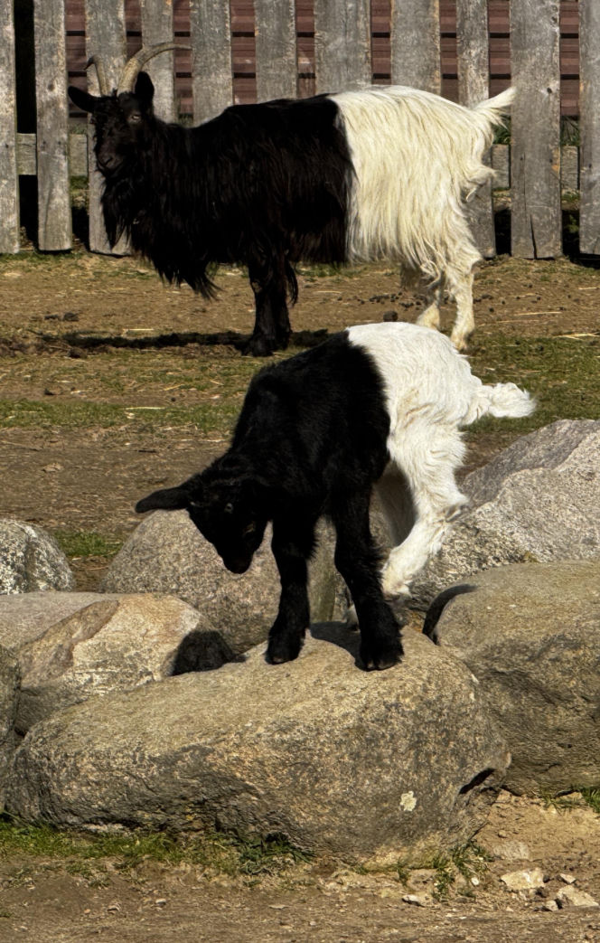 Słodka kózka z Wojciechowa szuka imienia
