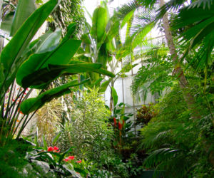 6. Palmiarnia w Gliwicach