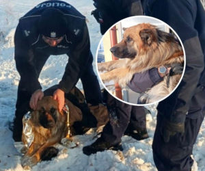 Uciekł od właściciela i wpadł do rowu. Przymarzł do drogi i nie mógł się ruszyć!