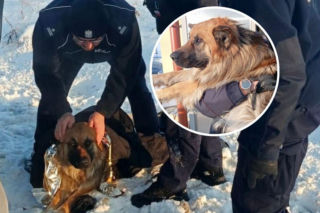 Uciekł od właściciela i wpadł do rowu. Przymarzł do drogi i nie mógł się ruszyć!