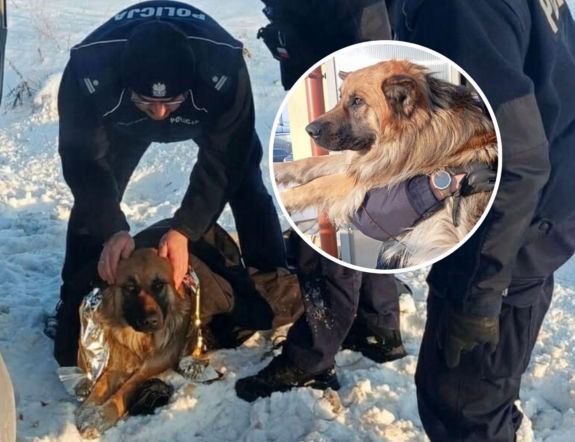 Uciekł od właściciela i wpadł do rowu. Przymarzł do drogi i nie mógł się ruszyć!