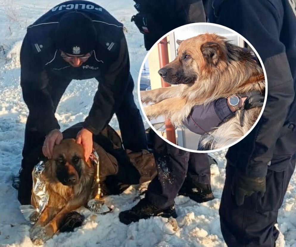 Mrożąca krew w żyłach interwencja. Uratowali psa przymarzniętego do drogi