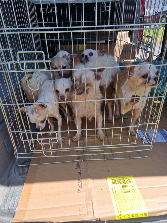 OTOZ Animals interwencja w Żywcu