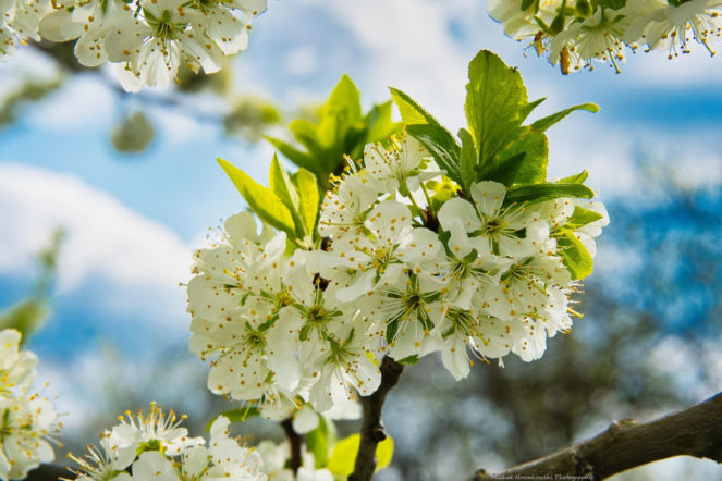 Wiosna w centrum śliwkowego imperium. Szydłów