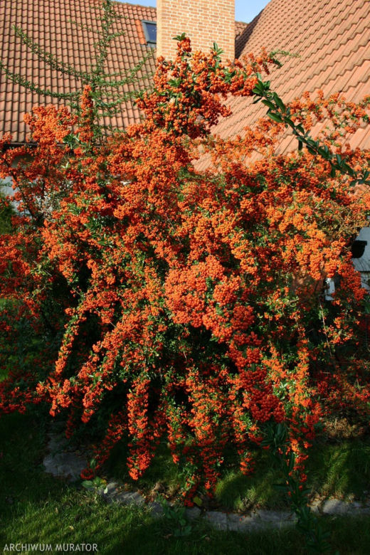 Ognik szkarłatny