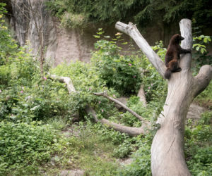 ZOO w Myślęcinku będzie miało nowych mieszkańców!