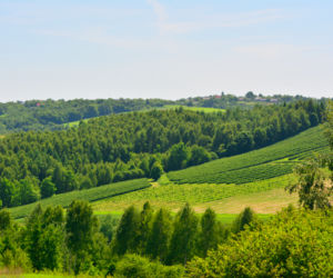 Winnice/Lubuskie