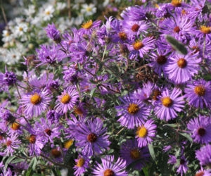 Aster nowoangielski