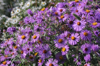 Aster nowoangielski