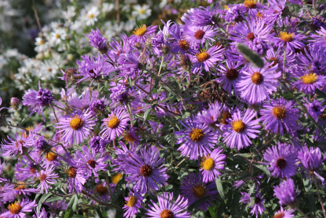 Aster nowoangielski