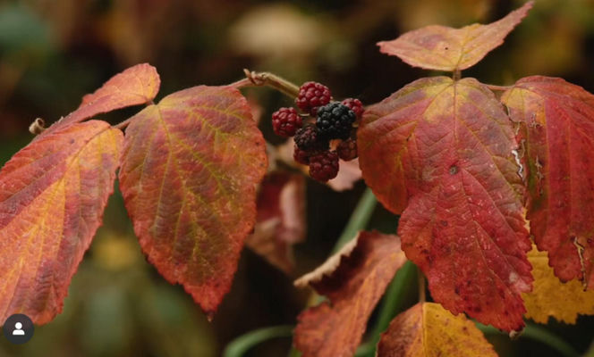 Księżna Kate jest jesieniarą! Nowy film może wzruszyć