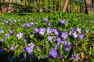 Barwinek pospolity - sekret ogrodników na puste miejsca w cieniu. Ta roślina jest niemal niezniszczalna!