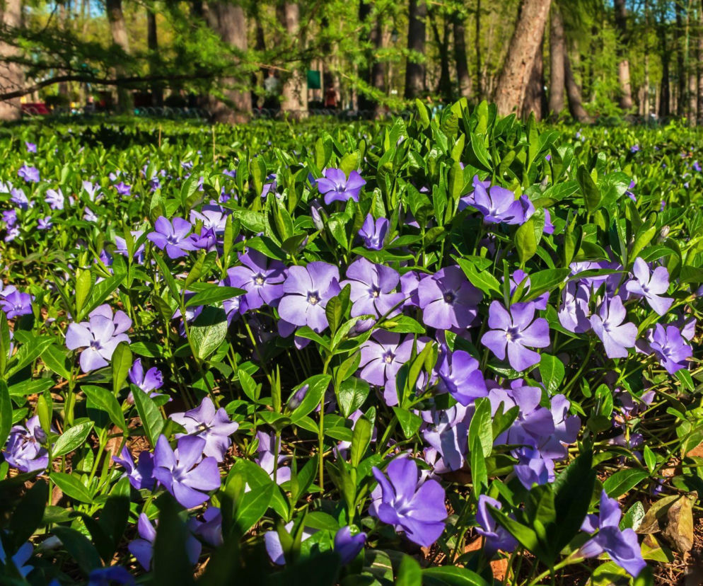 Barwinek pospolity stworzy w ogrodzie gęsty, zielony dywan!