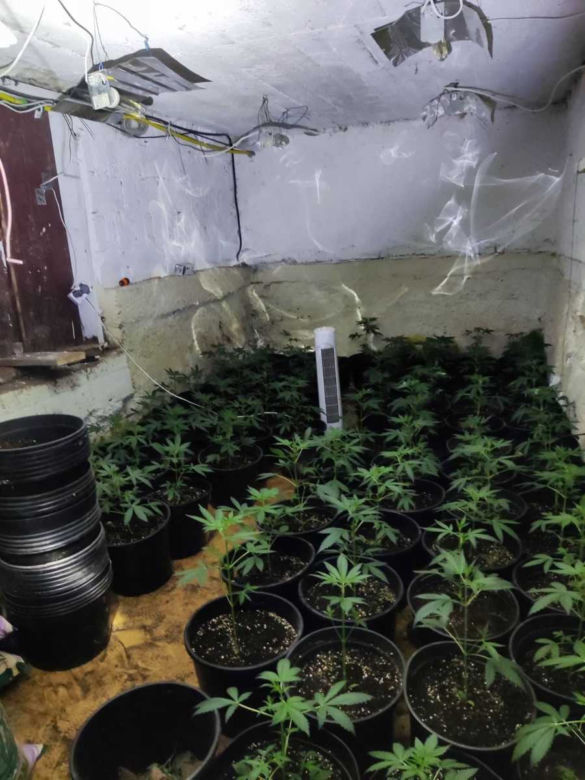 Urządził w piwnicy plantację marihuany. 52-latek może iść za kratki na wiele lat