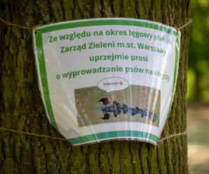 Nurogęsi mają swoje pasy