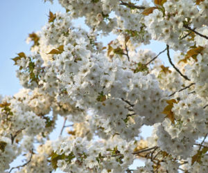 Wiśnia piłkowana 'Taihaku'