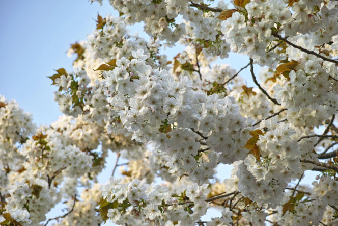 Wiśnia piłkowana 'Taihaku'