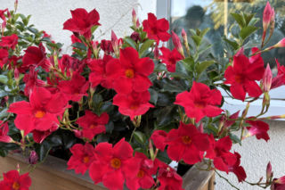 Odkryj tajemnice uprawy dipladenii na balkonie i tarasie