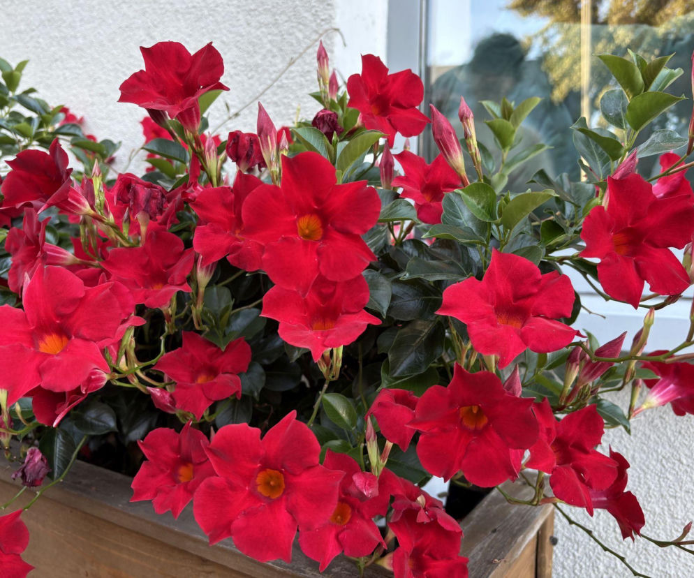 Odkryj tajemnice uprawy dipladenii na balkonie i tarasie