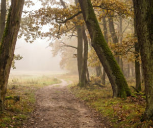 Wielkopolski Park Narodowy z ważnym apelem. Chodzi o godziny odwiedzin