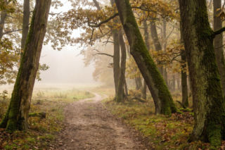 Wielkopolski Park Narodowy z ważnym apelem. Chodzi o godziny odwiedzin