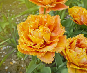 Tulipan 'Sensual Touch'