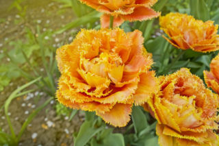 Tulipan 'Sensual Touch' - Tulipa