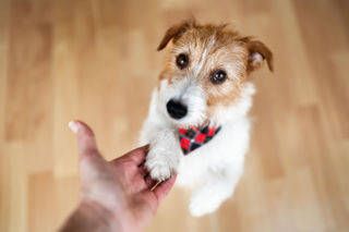 Czy pies potrafi wyczuć chorobę właściciela? Te zachowania i gesty pupila powinny skłonić do wizyty u lekarza 