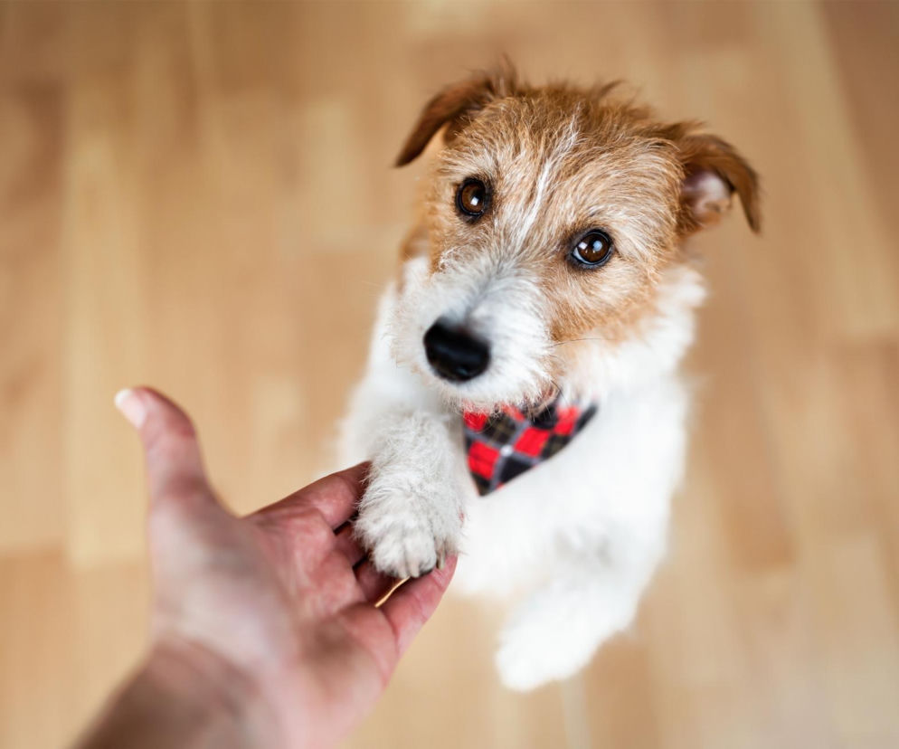 Czy pies potrafi wyczuć chorobę człowieka?