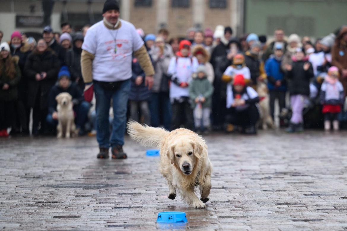 Poznań. Pokaz wyszkolenia psów z grupy „Golden Retriever WOŚP w Poznaniu” podczas 33. Finału Wielkiej Orkiestry Świątecznej Pomocy