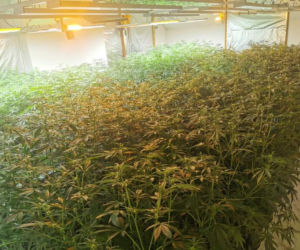 Plantacja konopi w Alwerni zlikwidowana. Kilkaset krzewów w rękach policji