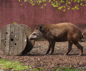 Tapir