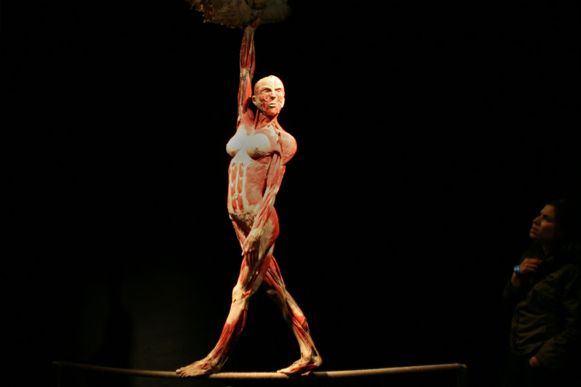 Rzeźby Gunthera von Hagens