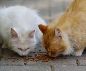 Jest darmowa karma dla wolnożyjących kotów w Koninie