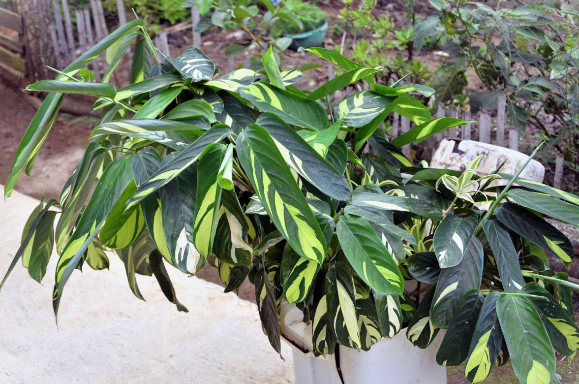 Ctenanthe lubbersiana