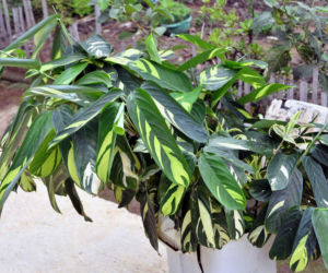 Ctenanthe lubbersiana