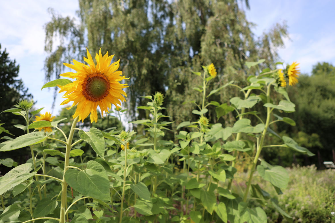 Kwitnący Ogród Botaniczny UMCS w Lublinie