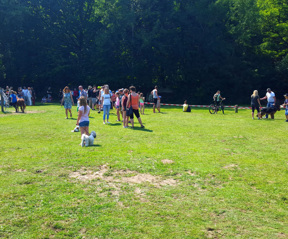 Animal Piknik w Łodzi