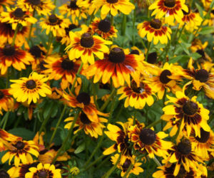 Rudbekia owłosiona
