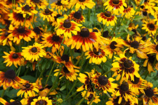 Rudbekia owłosiona
